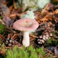 Russula breza: kako kuhati, fotografija i opis